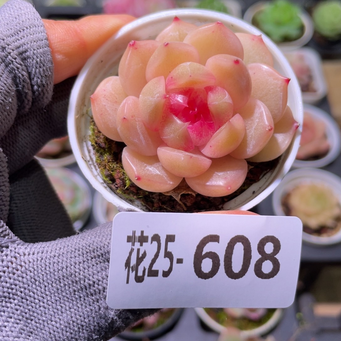 花利美25-308糖心新品