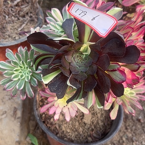 多肉植物天和179