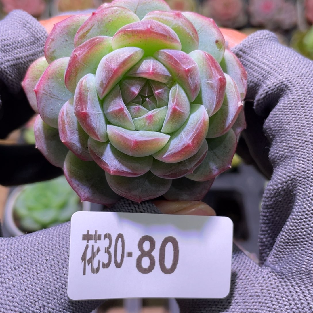 花利美30-80新品珍妮