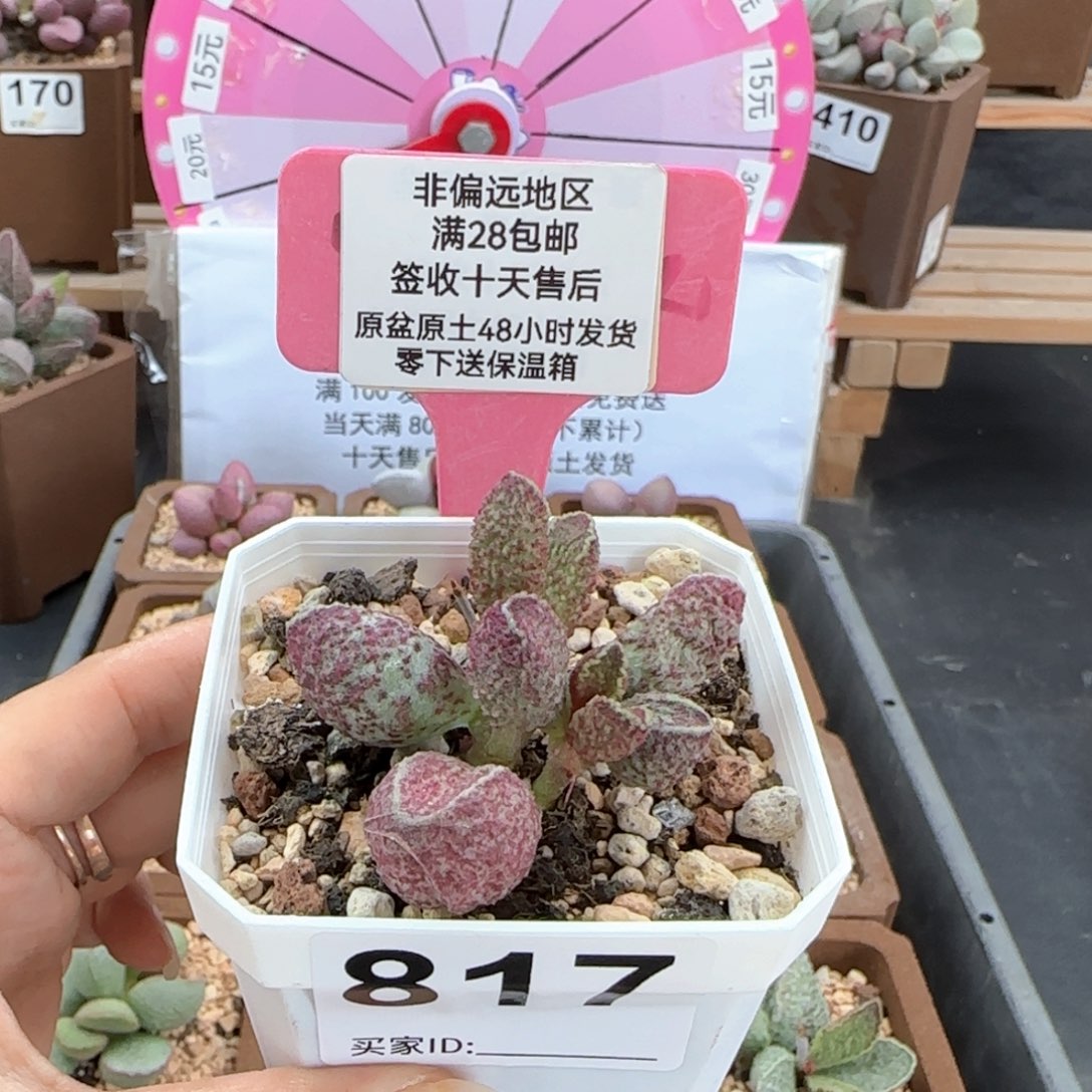 817花猪肝多肉植物