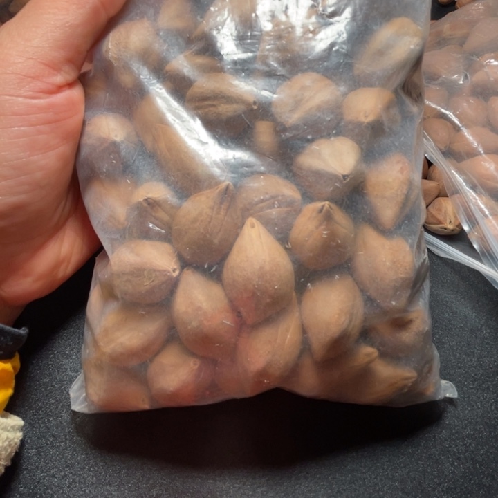 猪牙手串/手链我是