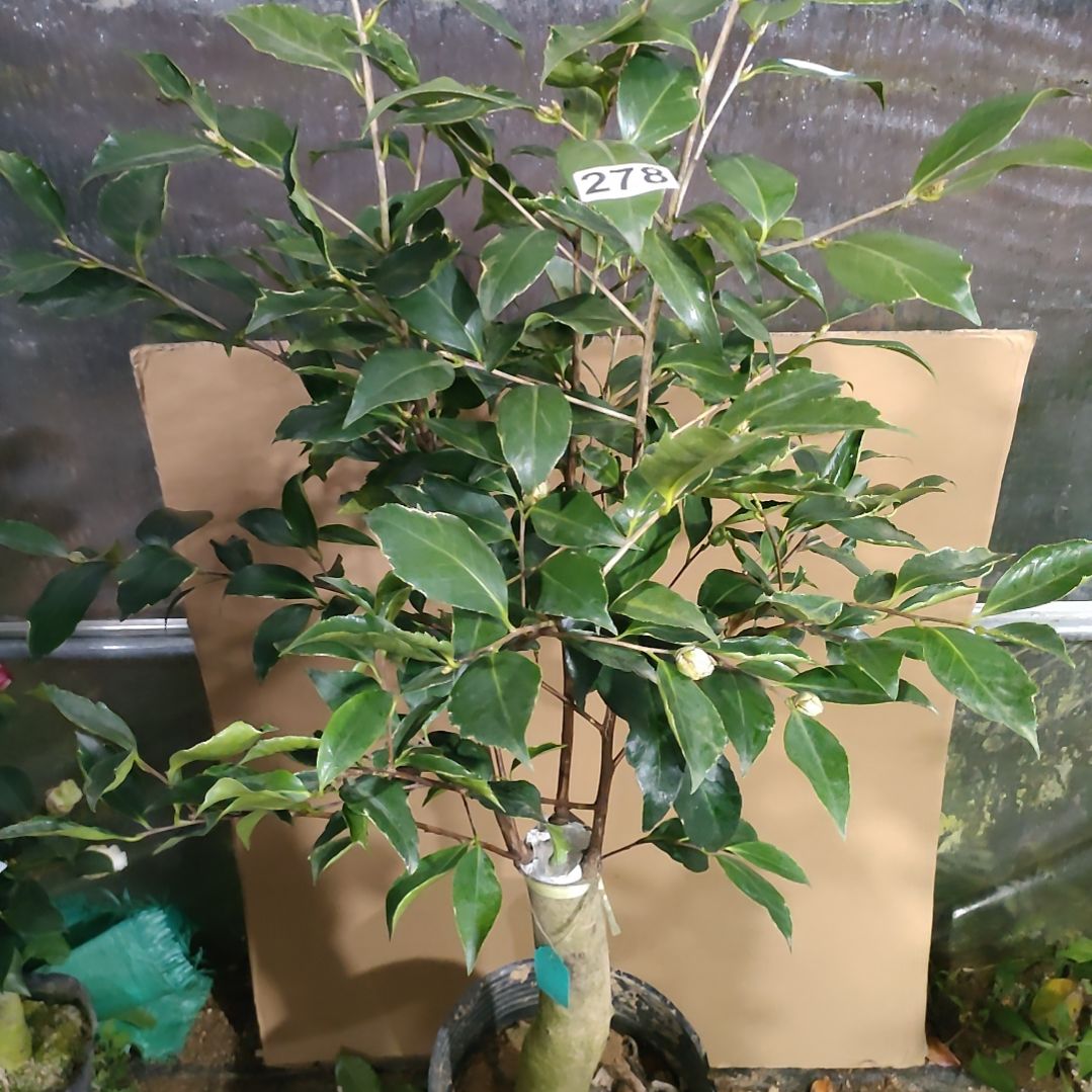 278金边塞，原盆原土发货。