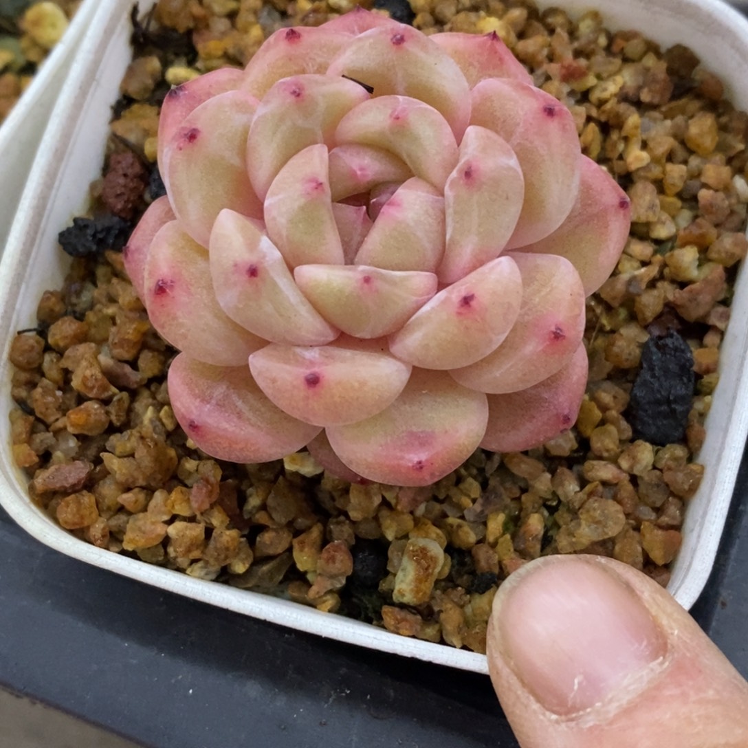 精品多肉一物一拍不包整409