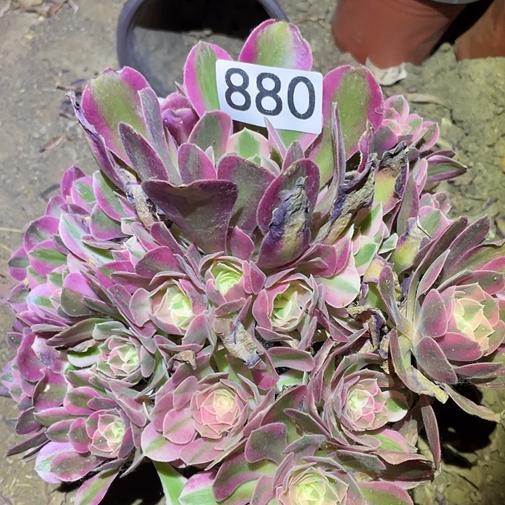 多肉植物法师880女巫
