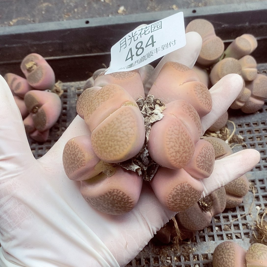 我会把钱花了在还给你484