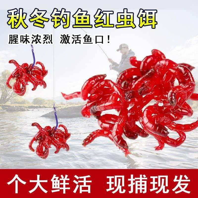 鲜活特大号红虫活饵公虫可挂钩用于喂鱼及垂钓打窝