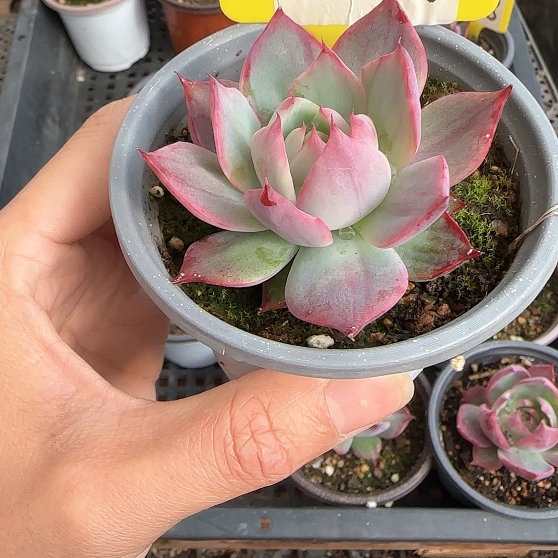 ?***空K44惊鸿单头多肉