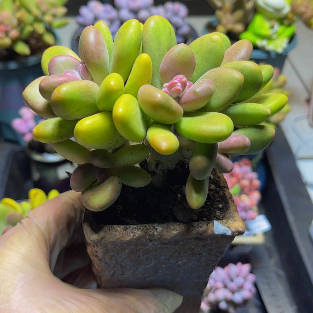 127芒果奶12厘米多肉