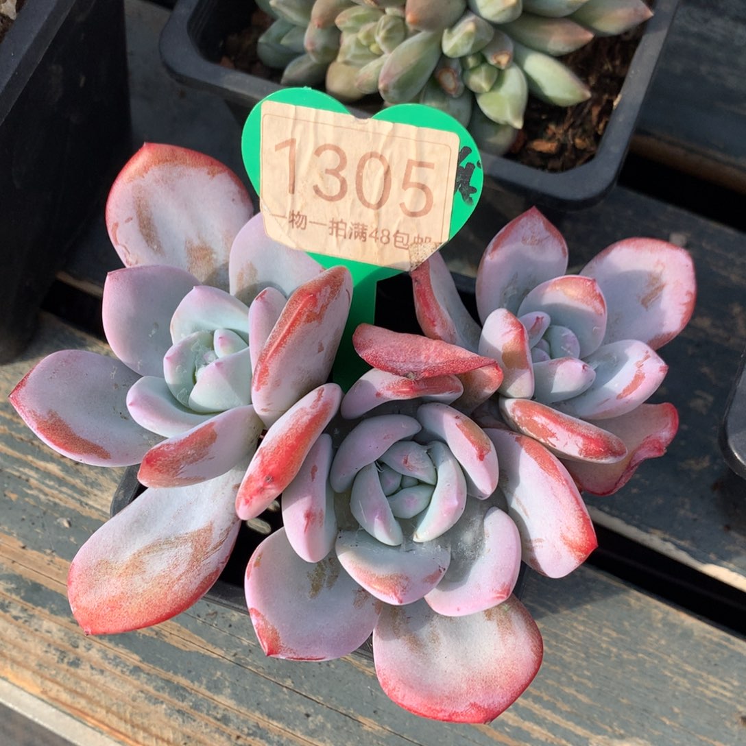 红皮韩版奶茶开播福利1305