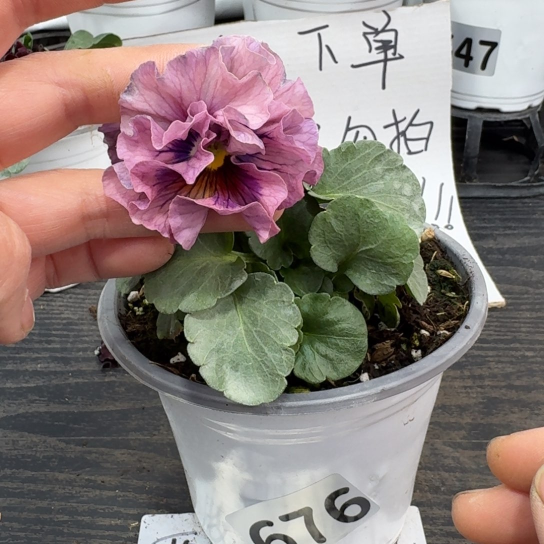 全部花朵676号洛可可