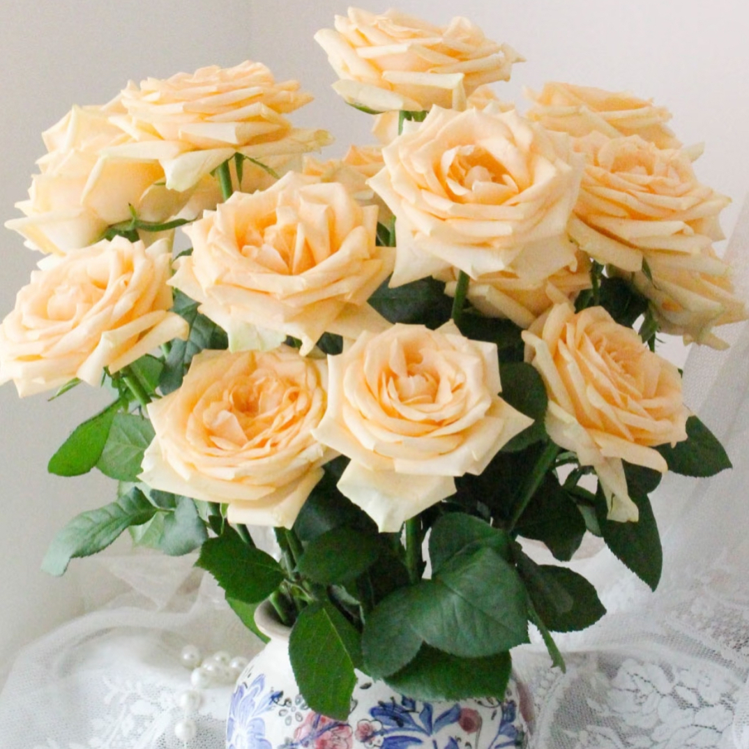 香槟单头玫瑰(8枝送2枝不售后共10枝)