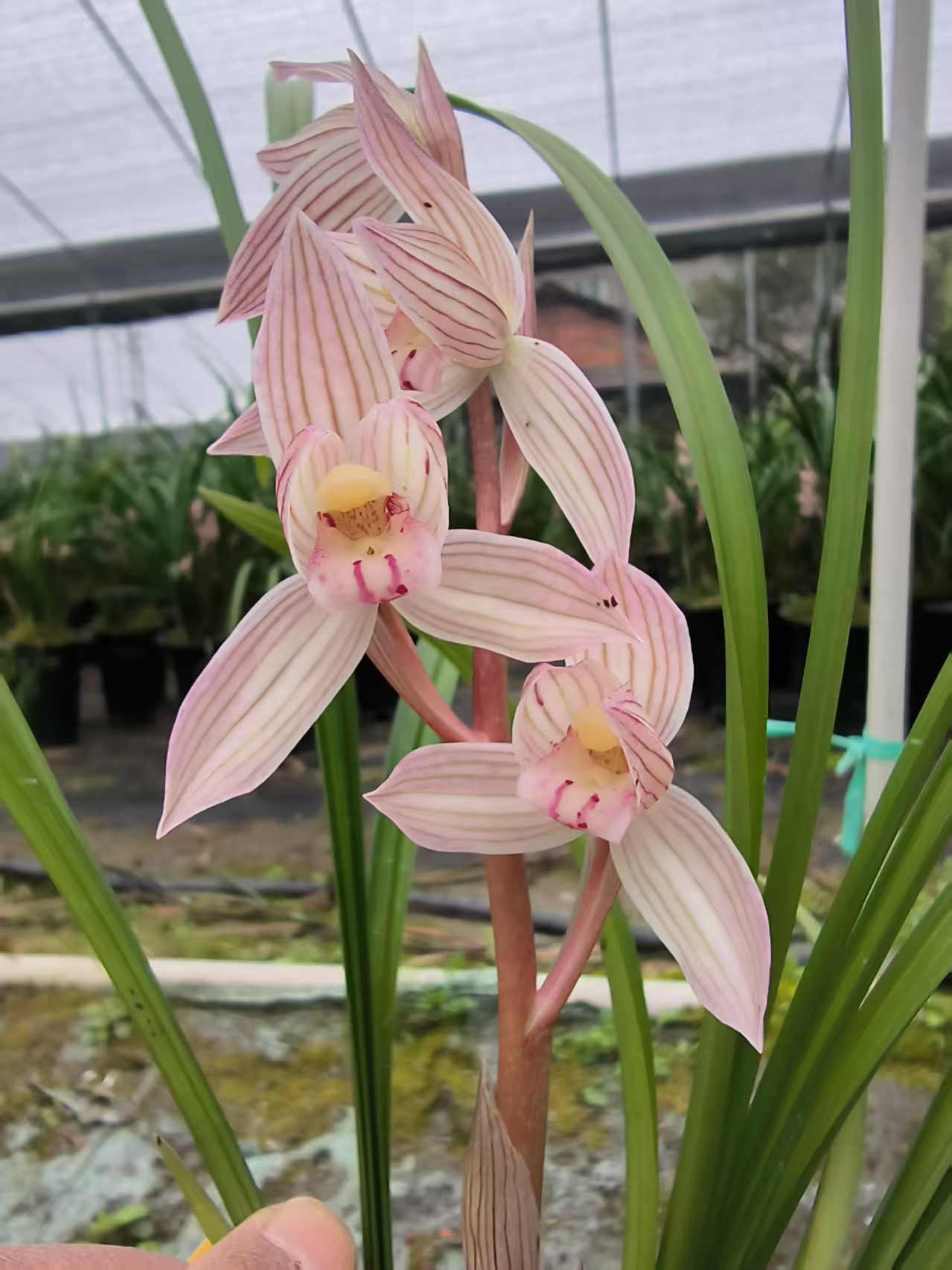 春兰春剑放漏专用链接