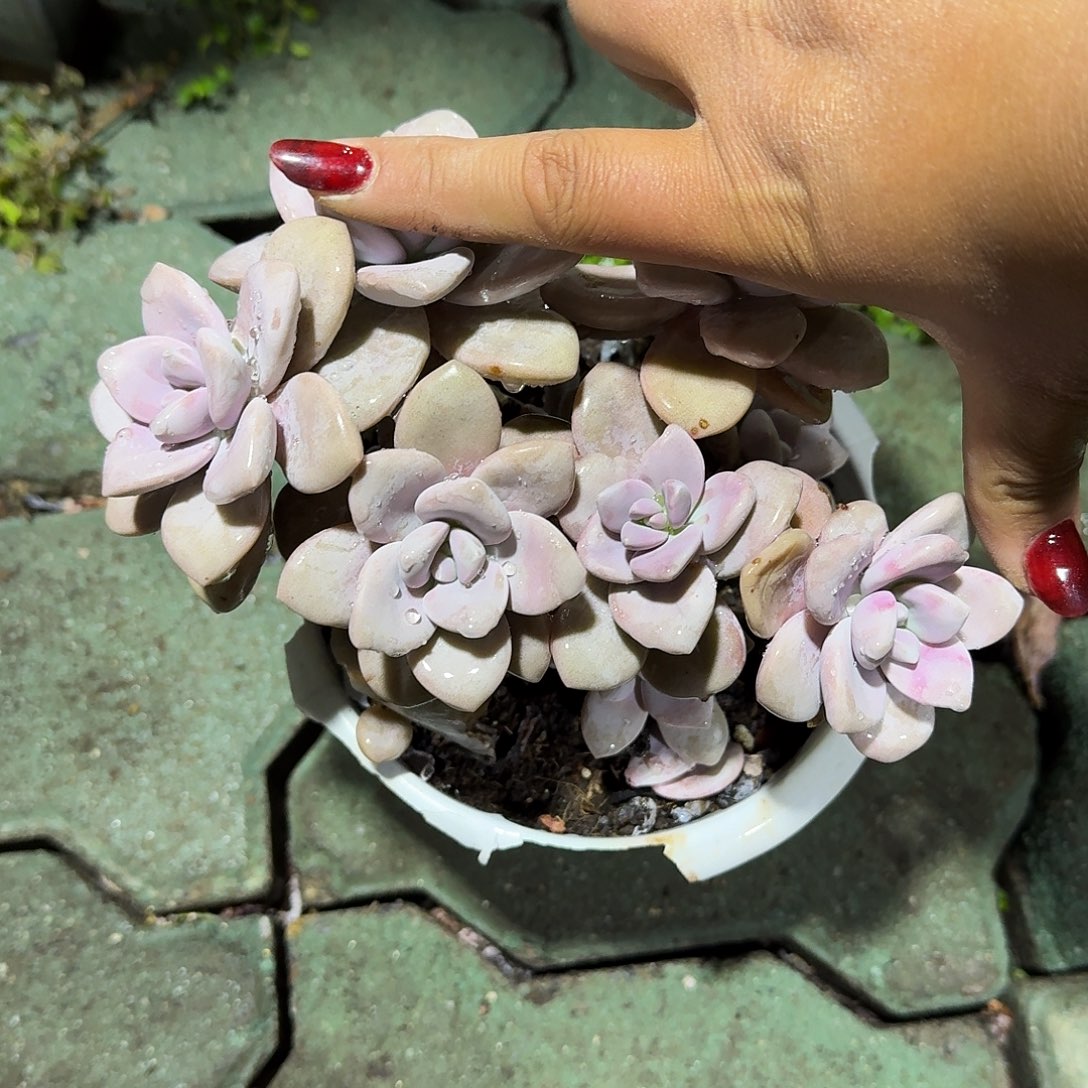 桃爽DVD肉植物精品