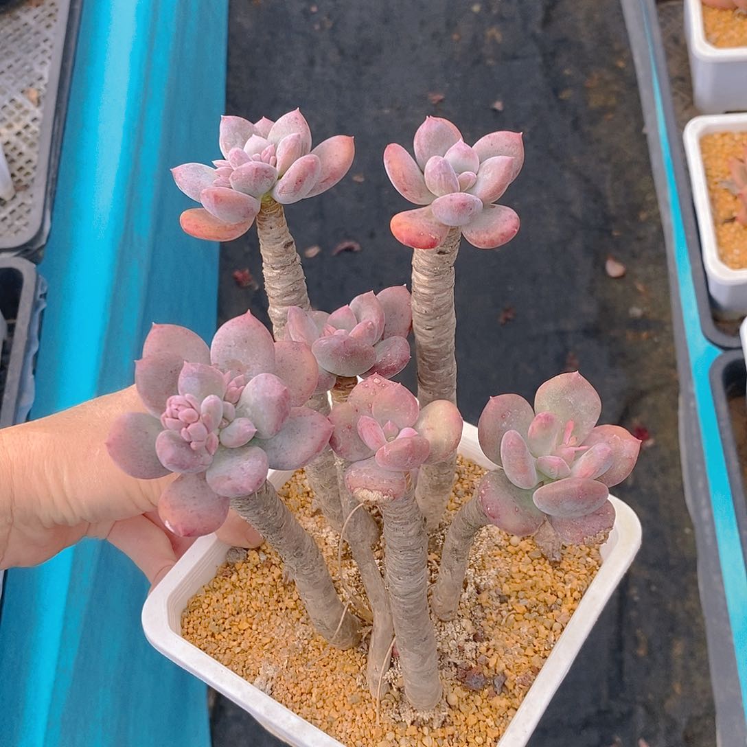 797多肉植物老桩