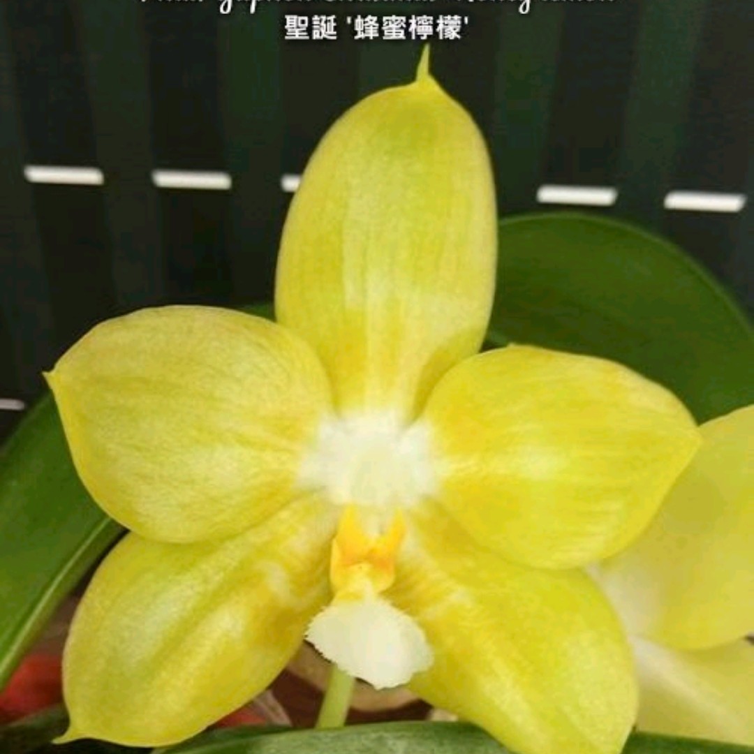 圣诞‘蜂蜜柠檬’ 苗