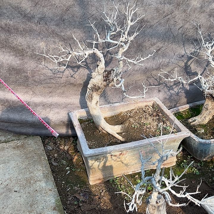 当前无花朵，栽培后可花朵石榴盆景