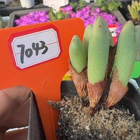 密密麻麻密密麻麻7043