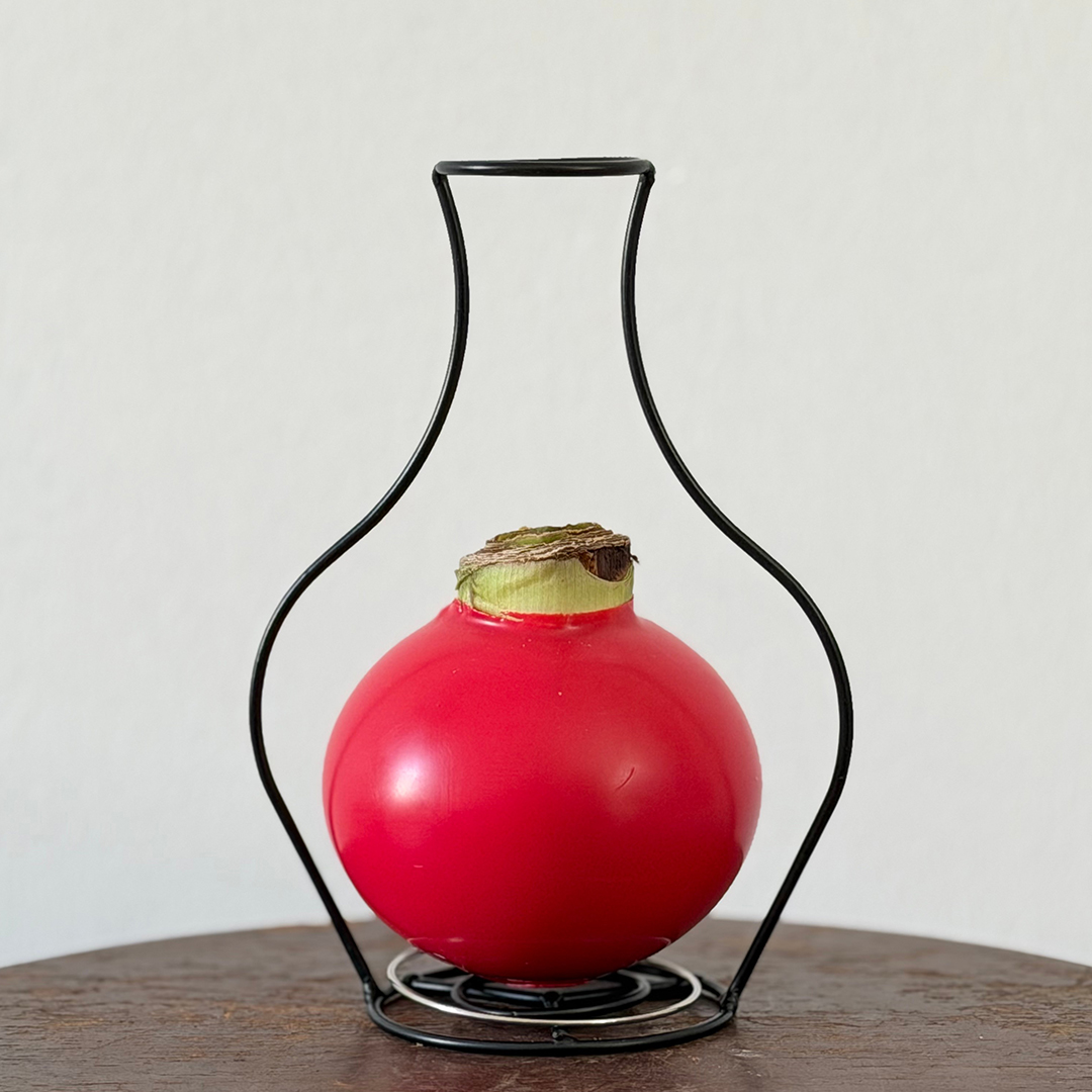 【红珠自在】蜡封朱顶红球根花卉年宵创意礼品适合客厅办公装饰