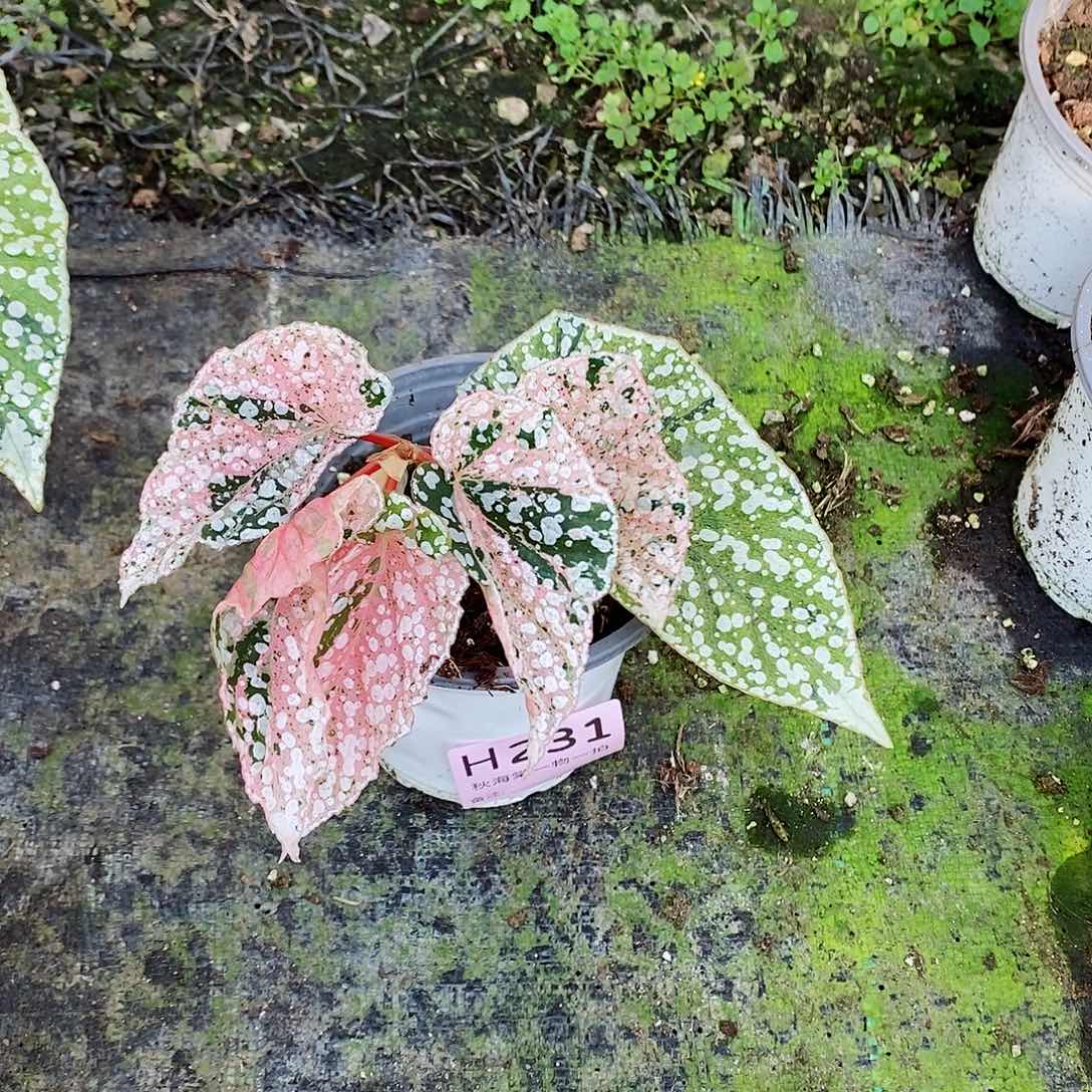 不开花植物中**’秋海棠231