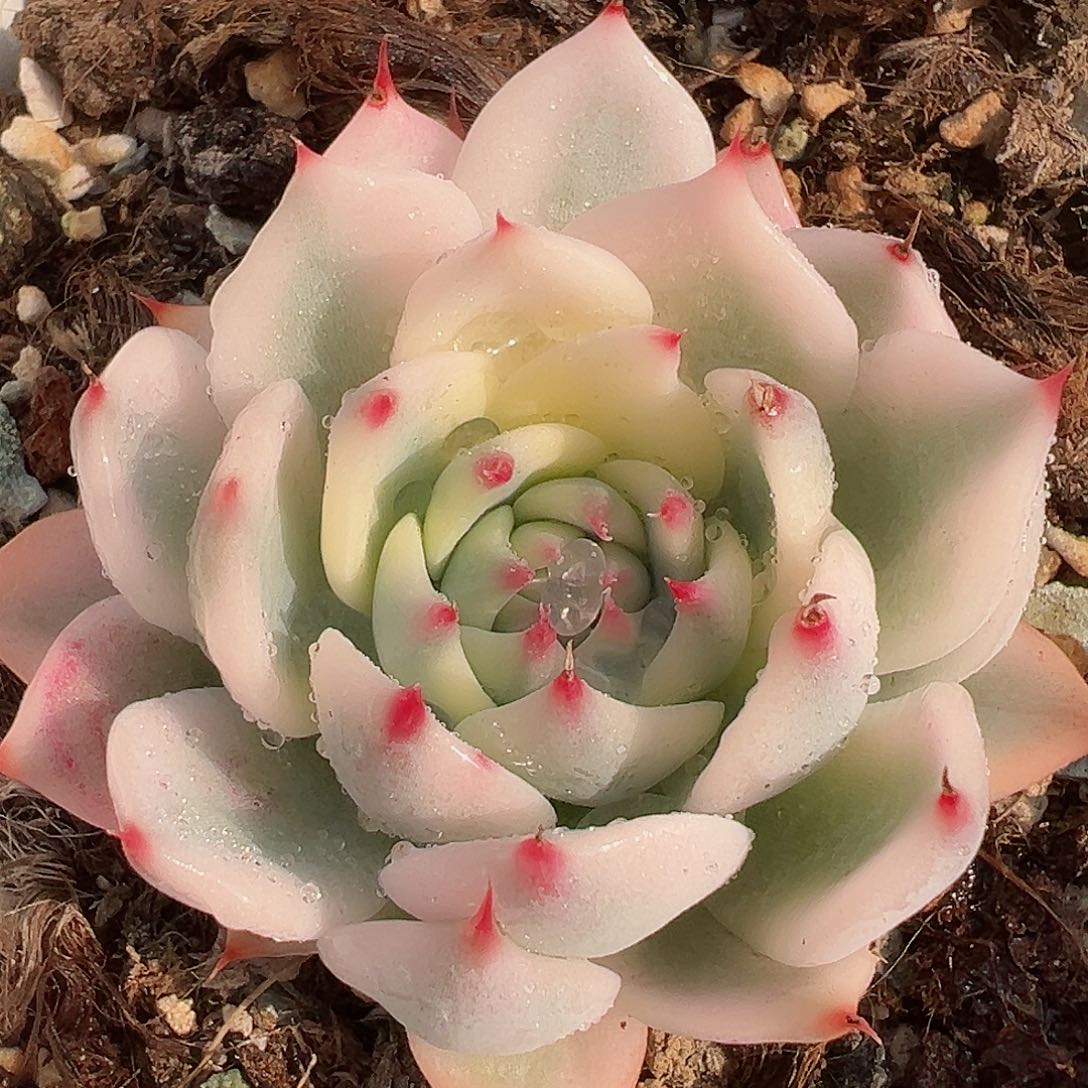 吉娃娃锦，多肉植物