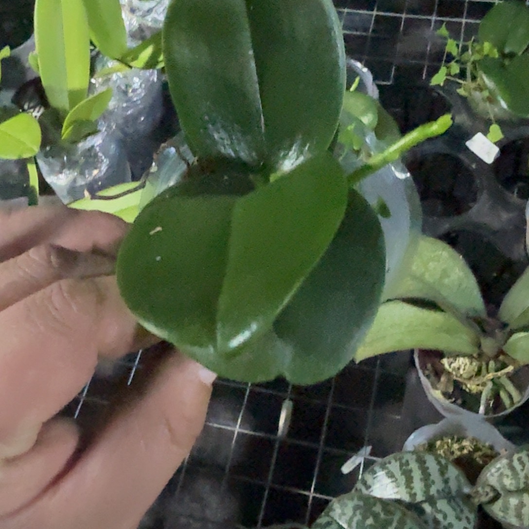 当前无花栽培后可以开花台大红宝石2.8寸带剑发货