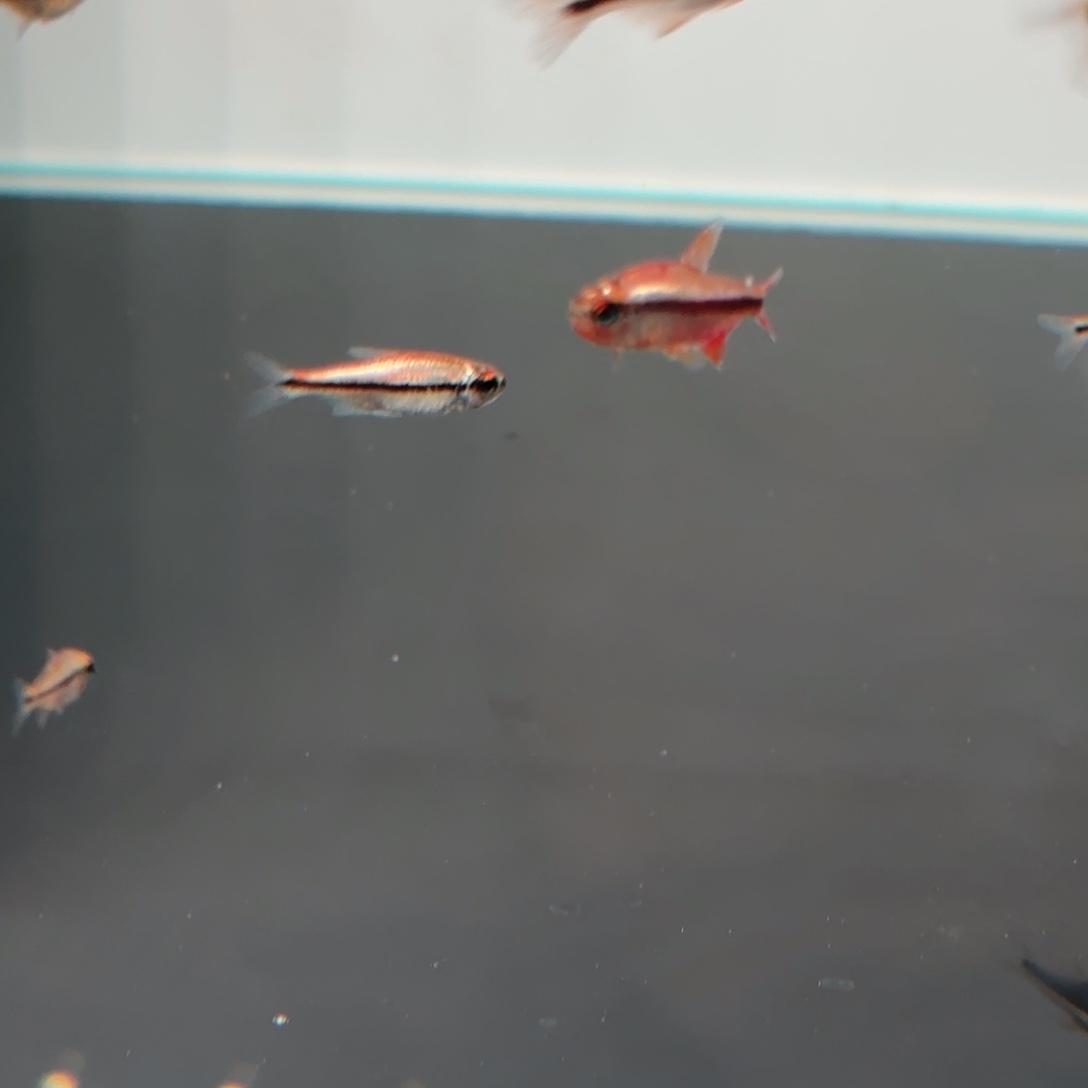 。***。灯科鱼白金血魔公一条