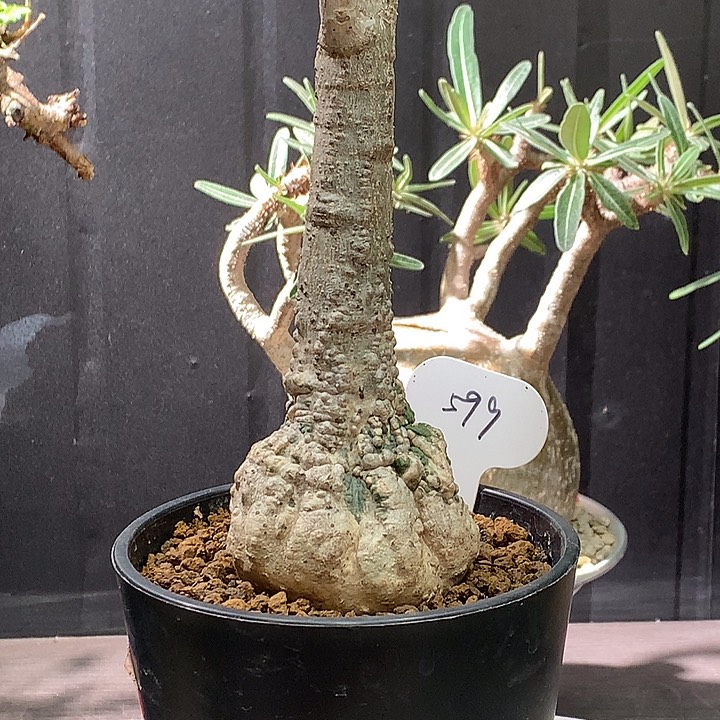 599红叶西番莲哈哈哈哈哈