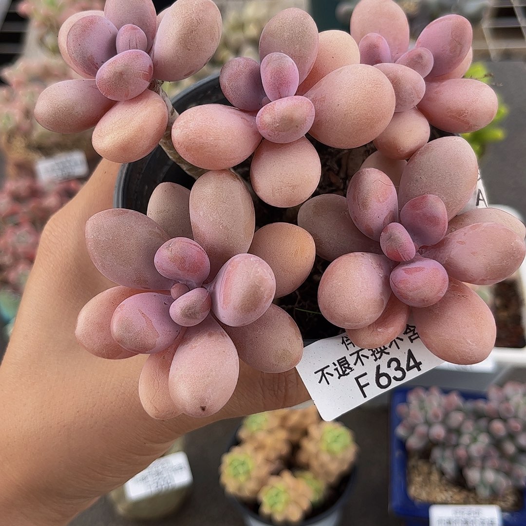 严***634-糖果桃蛋多肉10cm