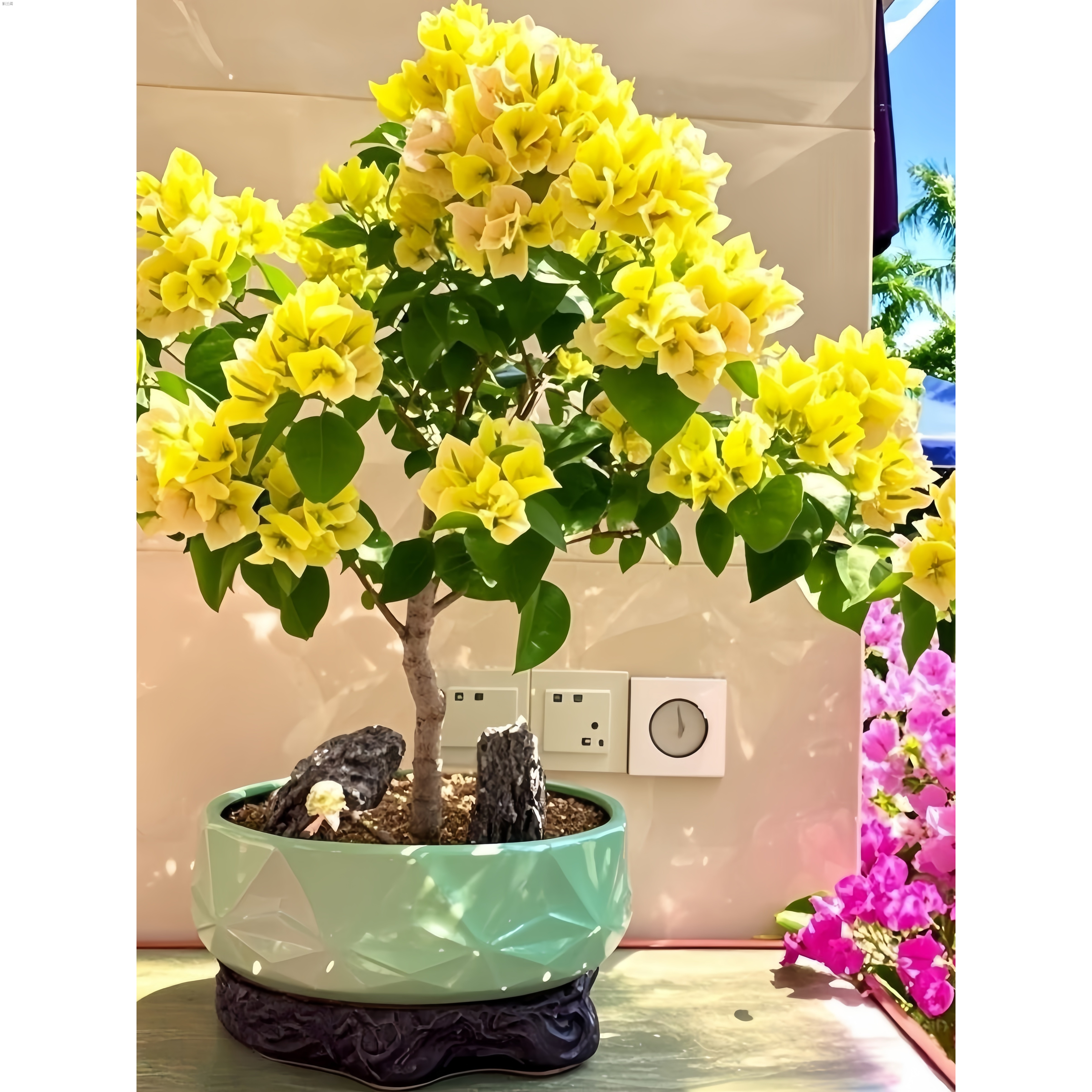 新品三角梅【柠檬女郎雪紫】花卉绿植盆栽四季勤花品种可开花室内