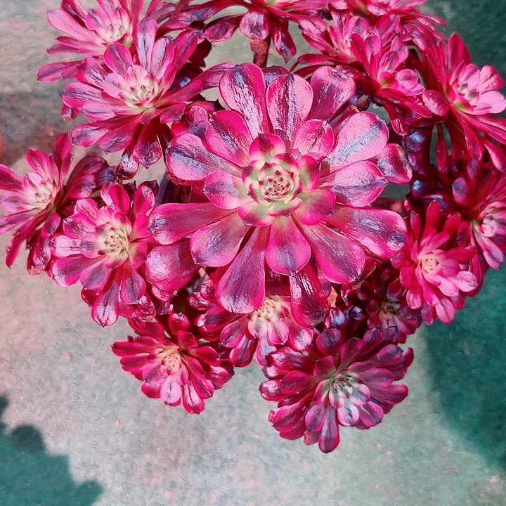 法师好看也好养美极