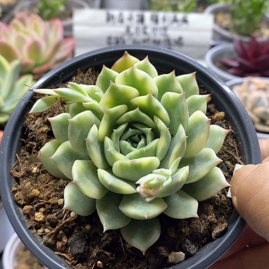 16137埃丽卡弗伦锦