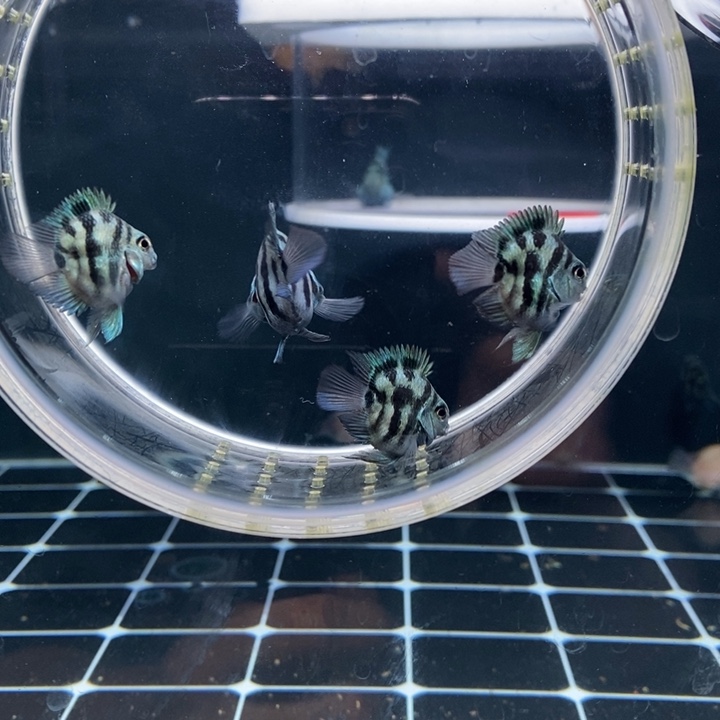 鹦鹉鱼一组宝蓝迷你鹦鹉