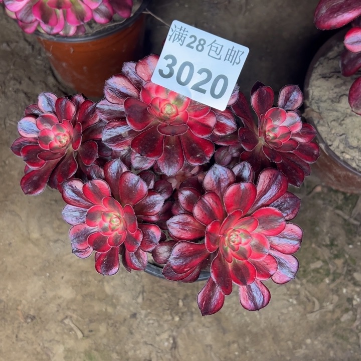 3020香奈儿多肉植物