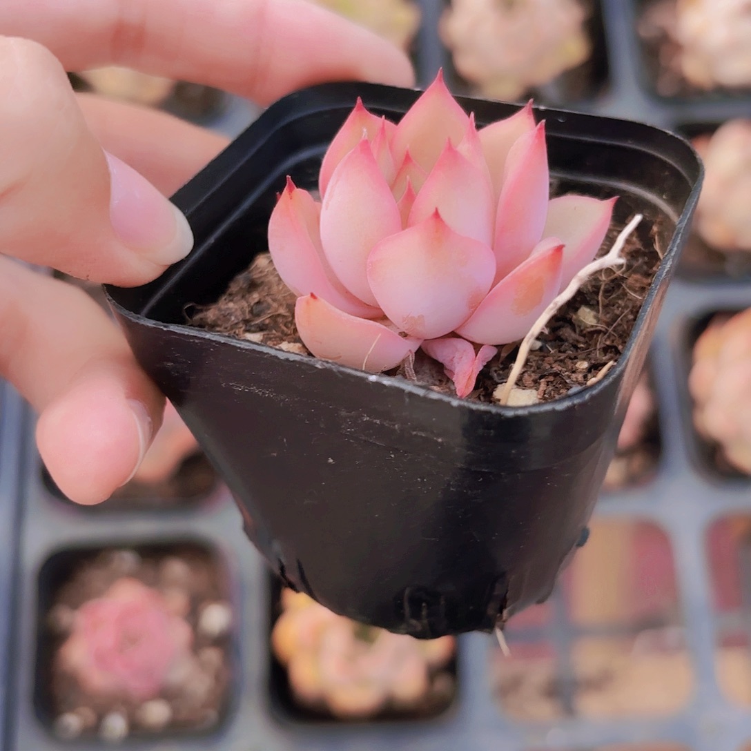 精品红色浪漫多肉