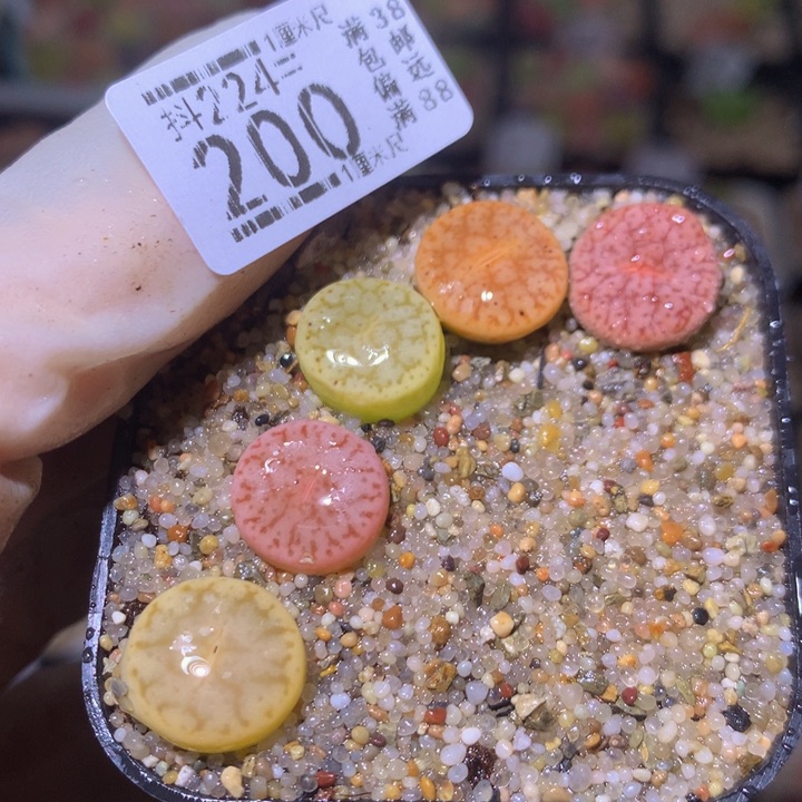 精品生石花224.200