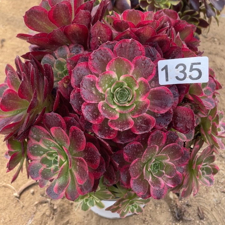 135多肉植物安娜有断枝福利