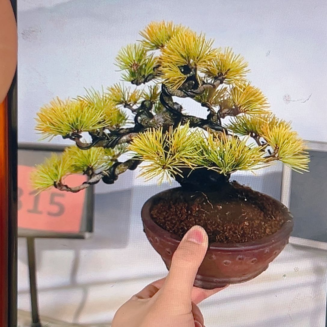 杂木盆景松一物一拍