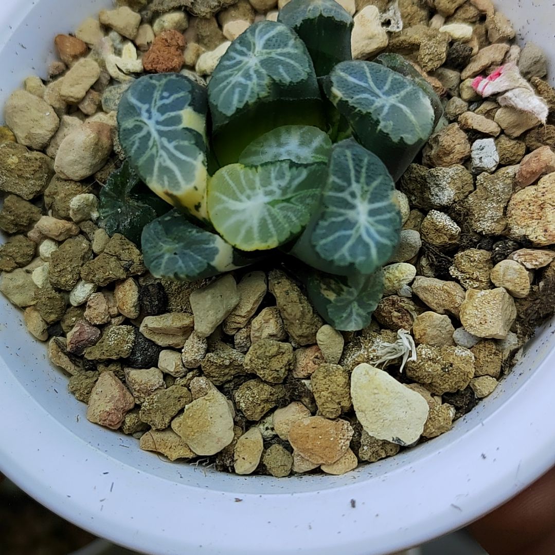 232号万象锦 4.5厘米左右一物一拍带盆土发货