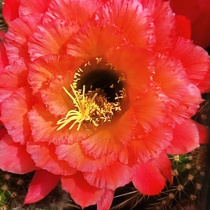 毛牛牛/侧芽歪20包邮/