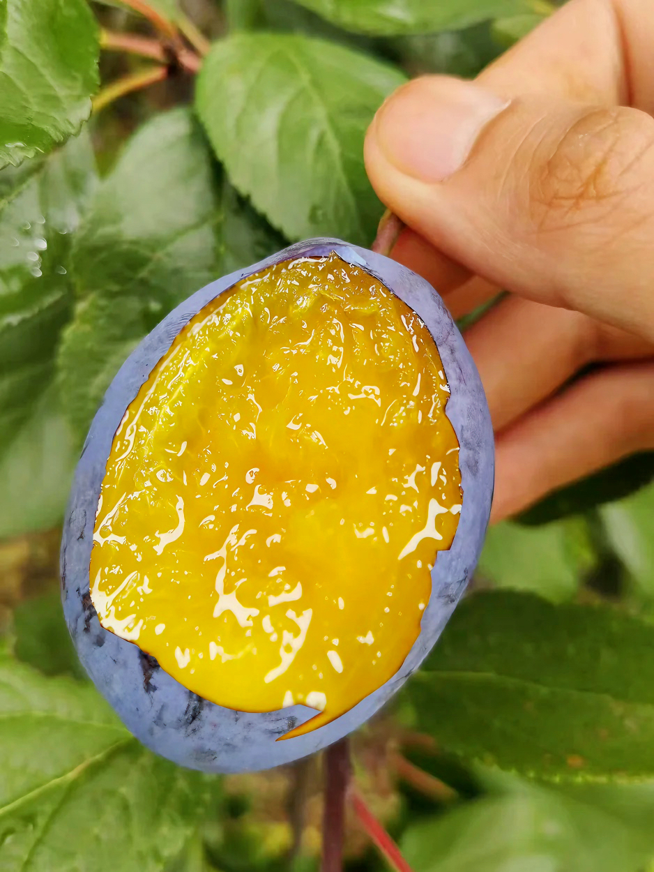 【顺丰包邮】2025甘肃新鲜西梅孕妇水果饱满多汁酸甜脆爽应季水果