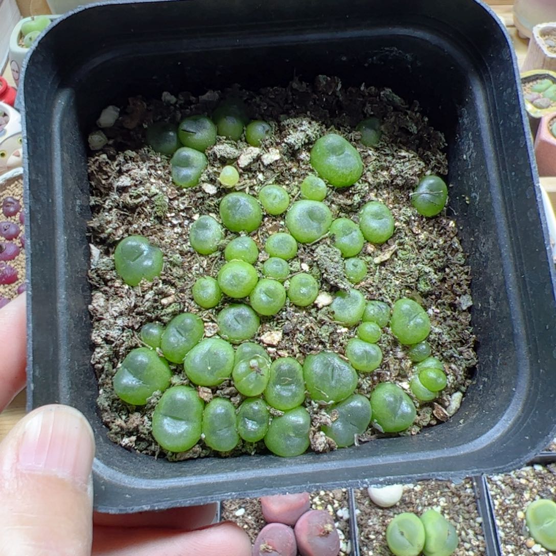 【闪购商品】133 水晶鞋