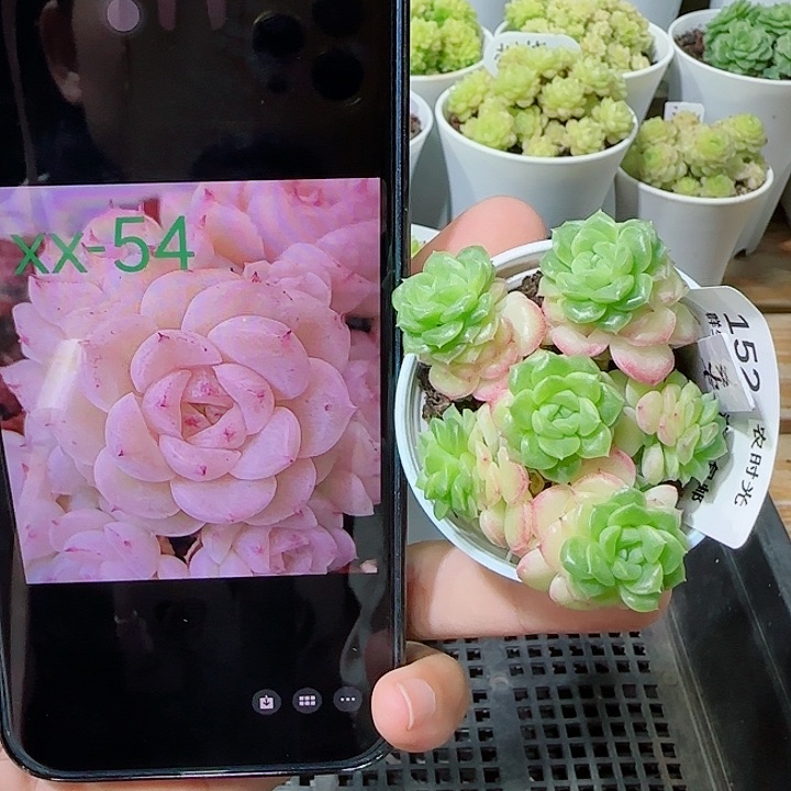 【闪购商品】0601-152（xx-54）