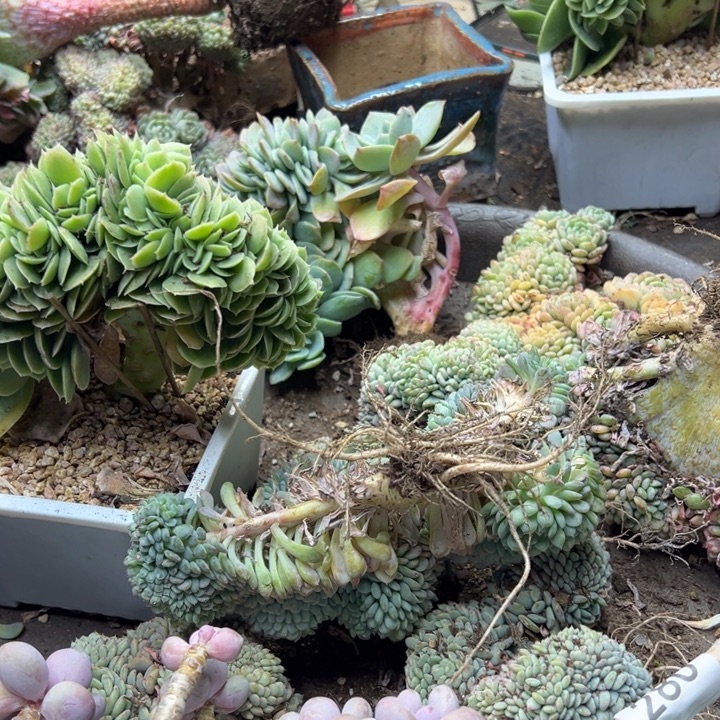 悄***悄280云欣多肉植物桃蛋