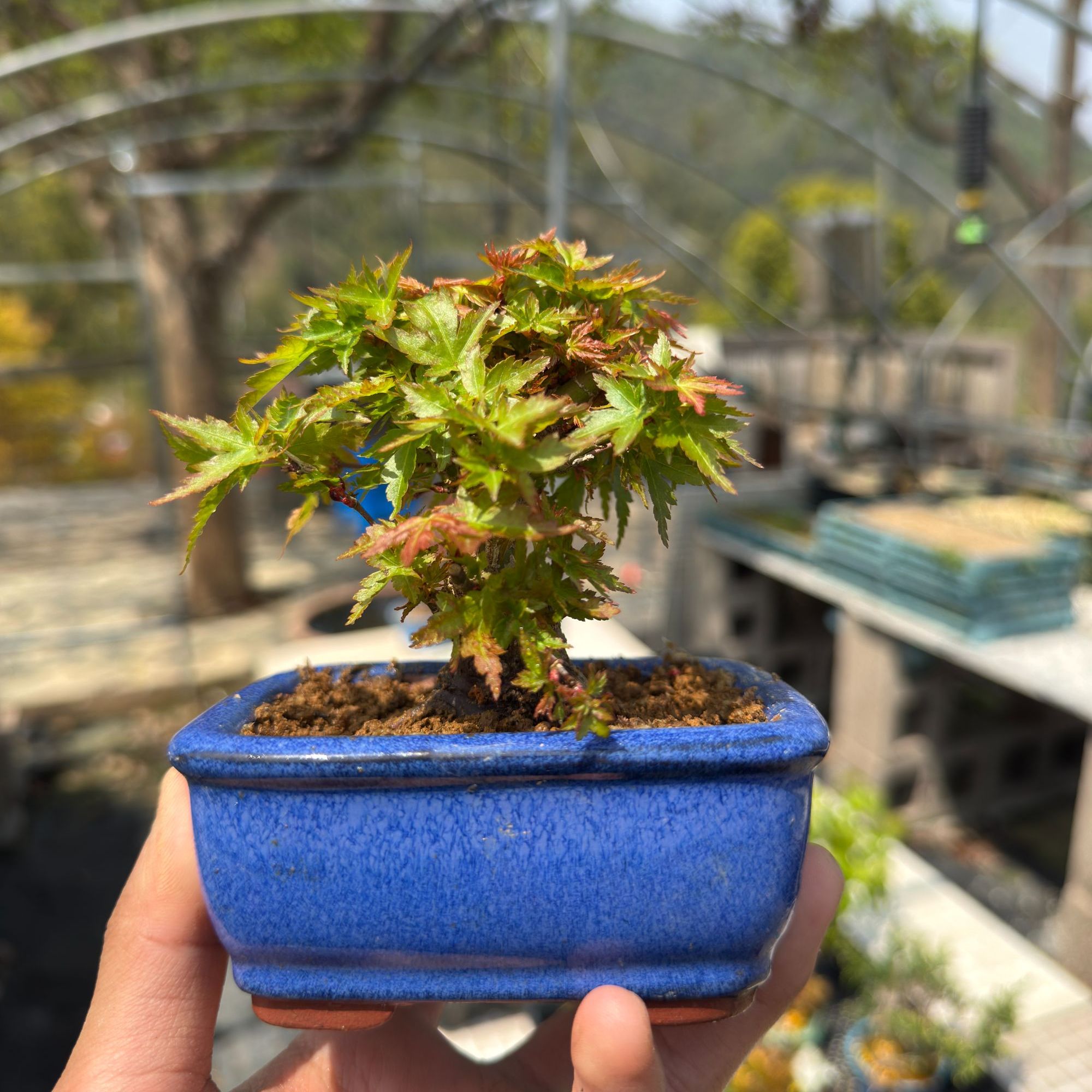 琴姬 枫树 豆盆 小盆景