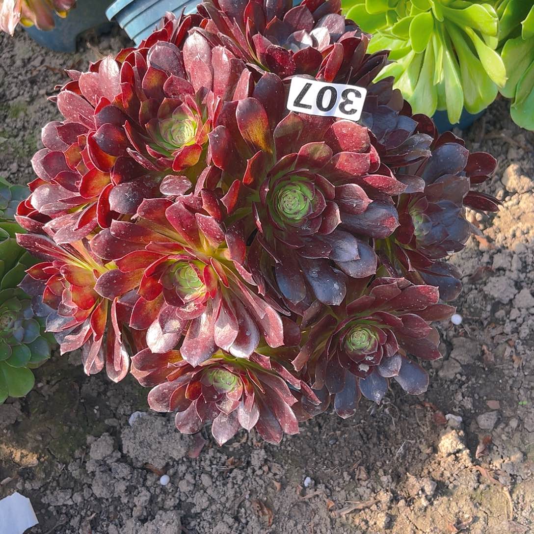 法师法师13-22包邮法师