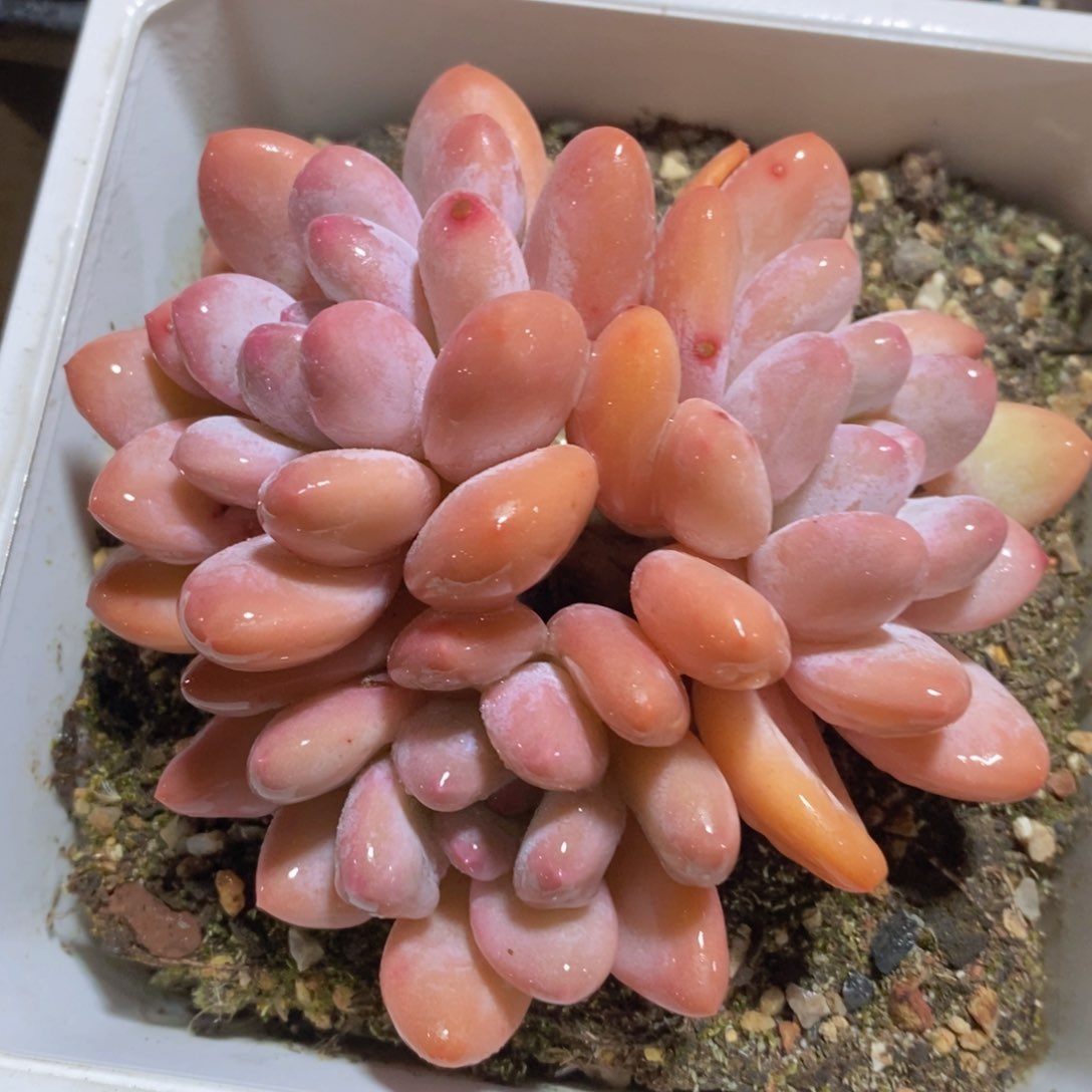 可问主播品种，下滑链接更多品种多肉选择