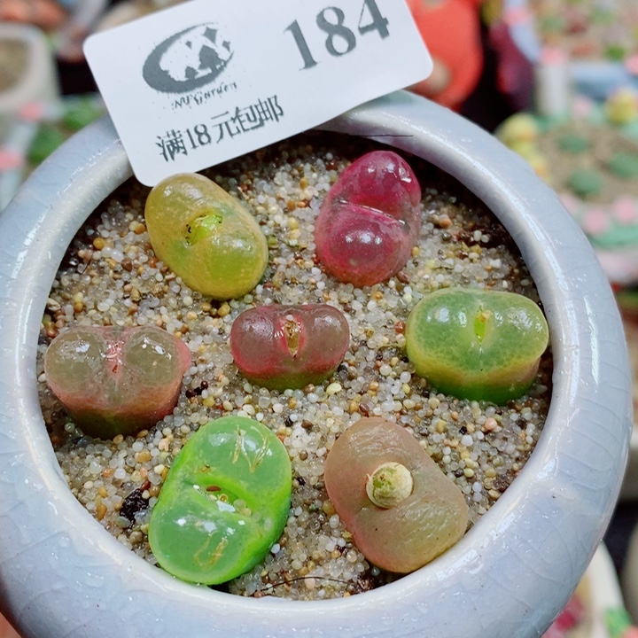 生石花花红红火火184