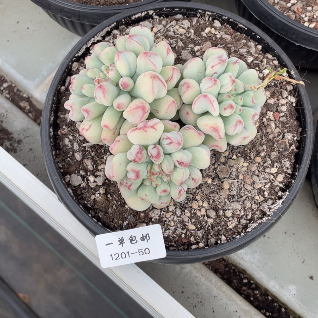 伊***琳1201-50-茉莉青提。。。。。。