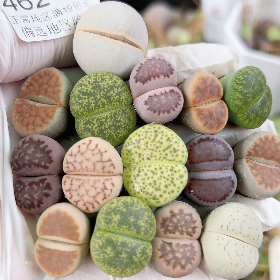 4624 好养易活生石花大母本15个