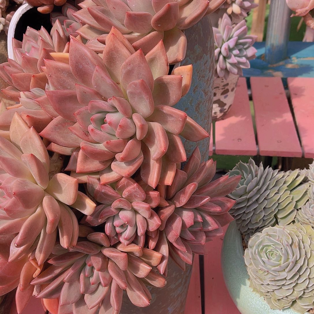 ?*然多肉赫本粉黛杂交带盆安然